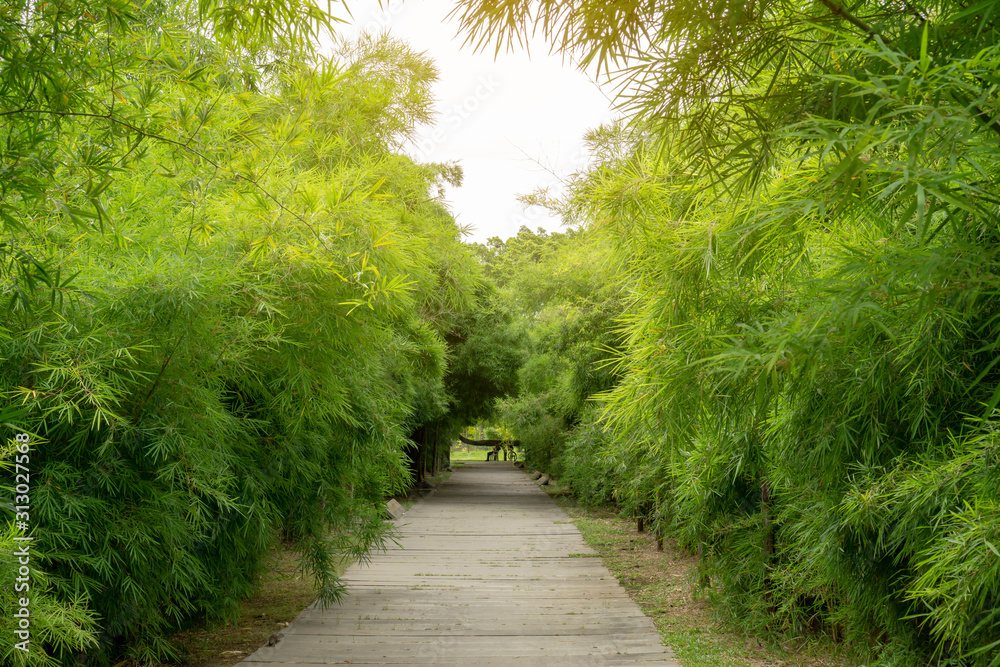 A grey concrete walkway among row of fresh green leaves bamboo trees under sunlight morning