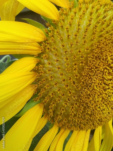 Titan Sunflower Close-up