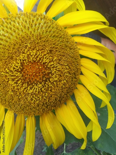 Titan Sunflower Close-up