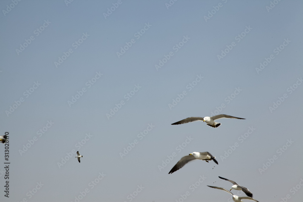 free seagulls