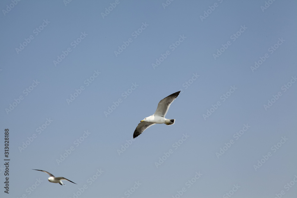 free seagulls