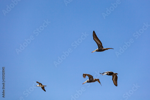 Three pelicans and a seagull are flying against the blue sky.