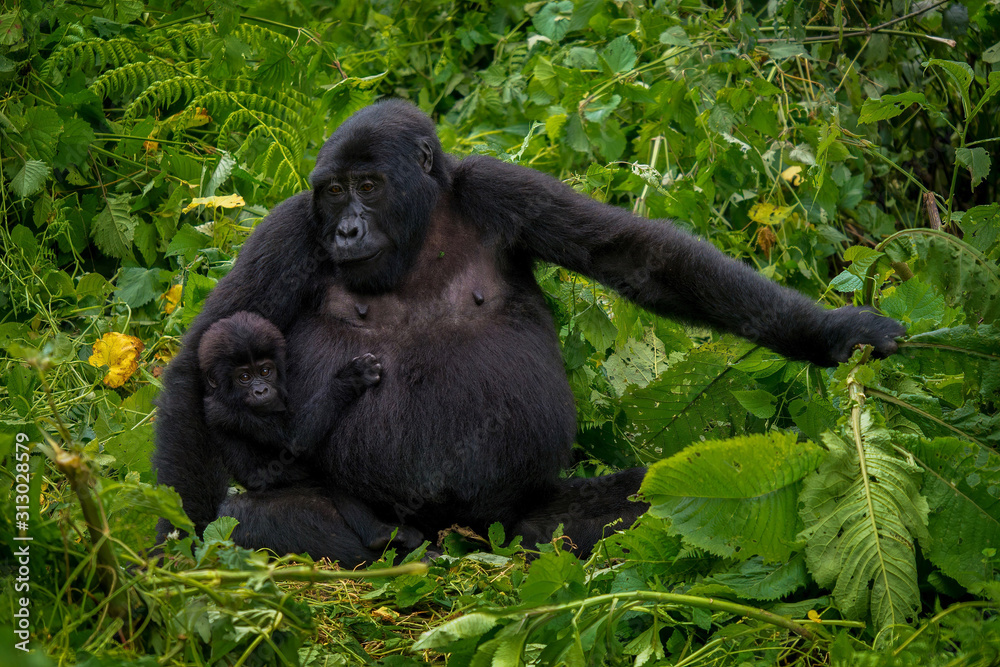 A mother mountain gorilla (Gorilla beringei beringei) holding her infant, in Bwindi Impenetrable National Park, Uganda. A mother mountain gorilla (Gorilla beringei beringei) holding her infant, in Bwindi Impenetrable National Park, Uganda.
