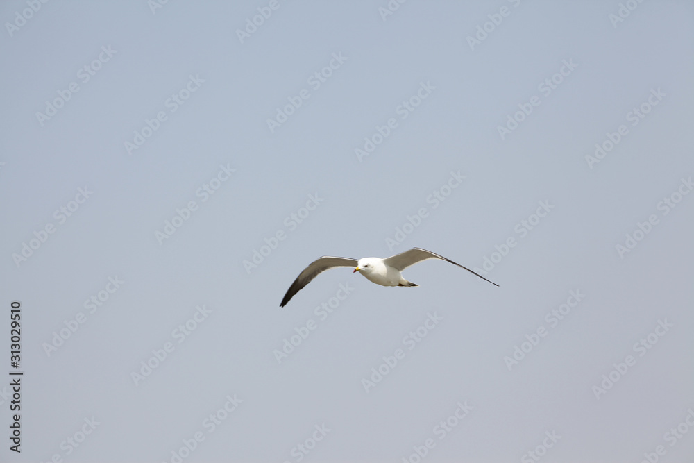 Fototapeta premium free seagulls