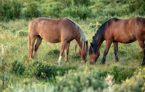 Wild Horses