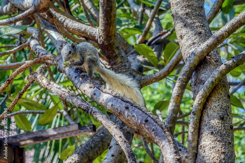 Finlayson's squirrel or the variable squirrel (Callosciurus finlaysoni)