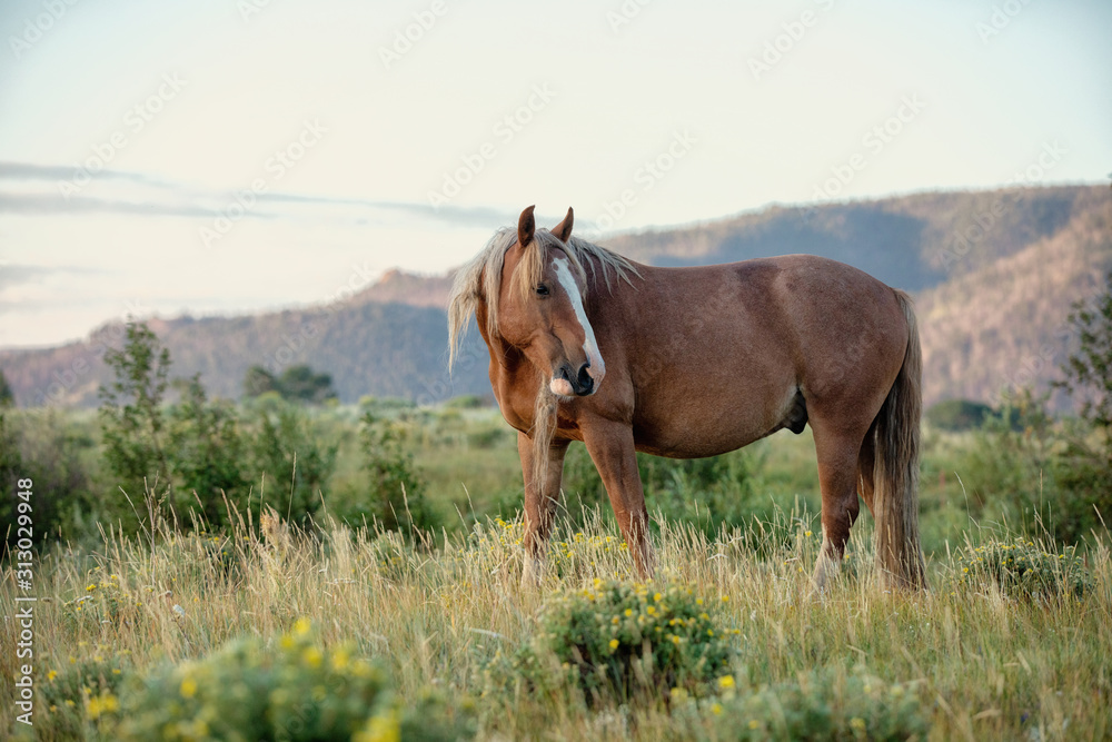 Fototapeta premium Wild Horse Portrait