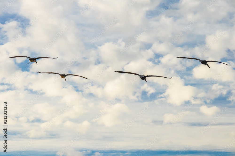 Sky and silhouette of birds. Flock of flying pelicans Sky and silhouette of birds. Flock of flying pelicans