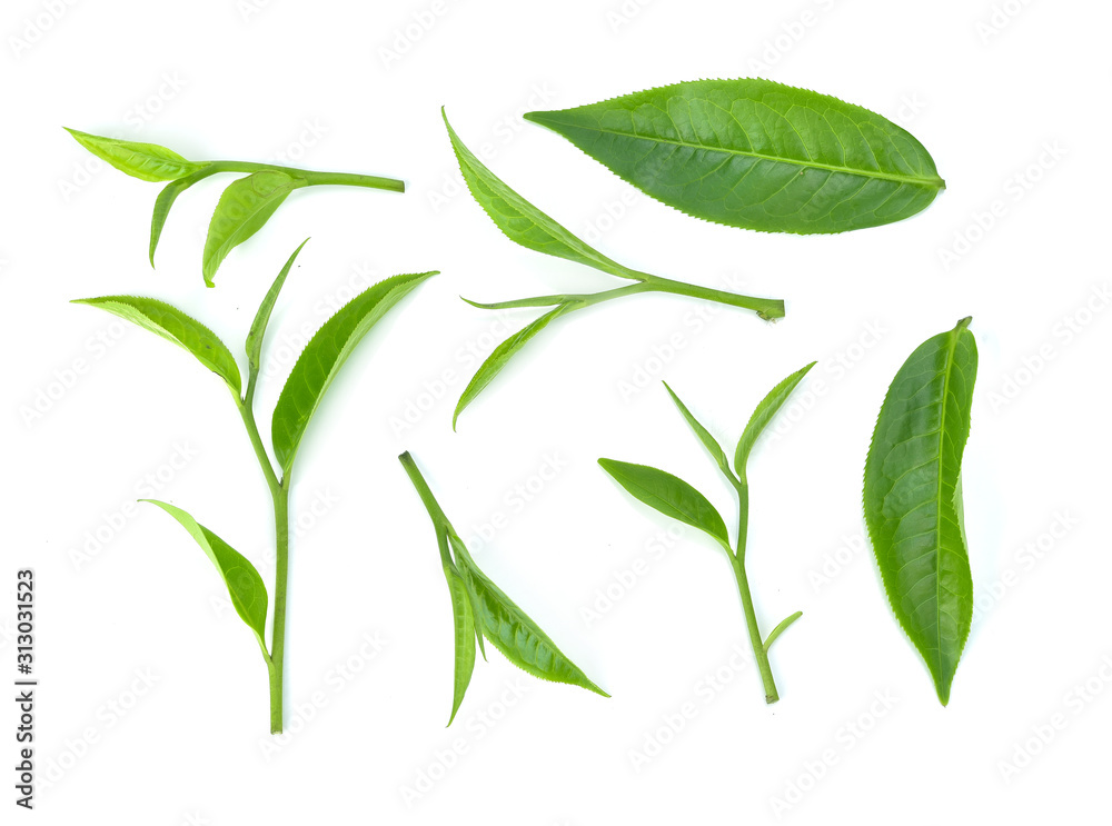 Green tea leaf isolated on white background.Top view
