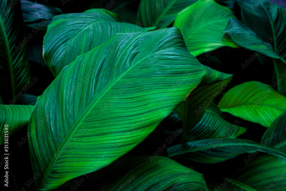 leaves of Spathiphyllum cannifolium, abstract green texture, nature background, tropical leaf leaves of Spathiphyllum cannifolium, abstract green texture, nature background, tropical leaf