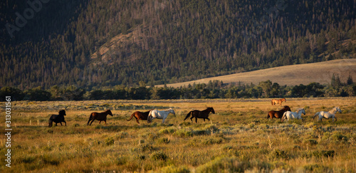 Wild Horse Herd
