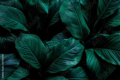 leaves of Spathiphyllum cannifolium  abstract green texture  nature background  tropical leaf