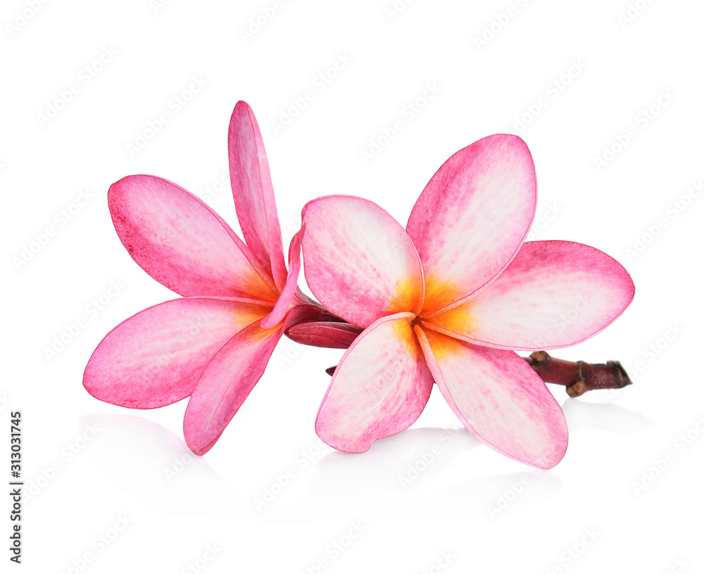 Obraz premium Tropikalne kwiaty frangipani (plumeria) na białym tle