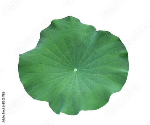 A Lotus leaf on white background