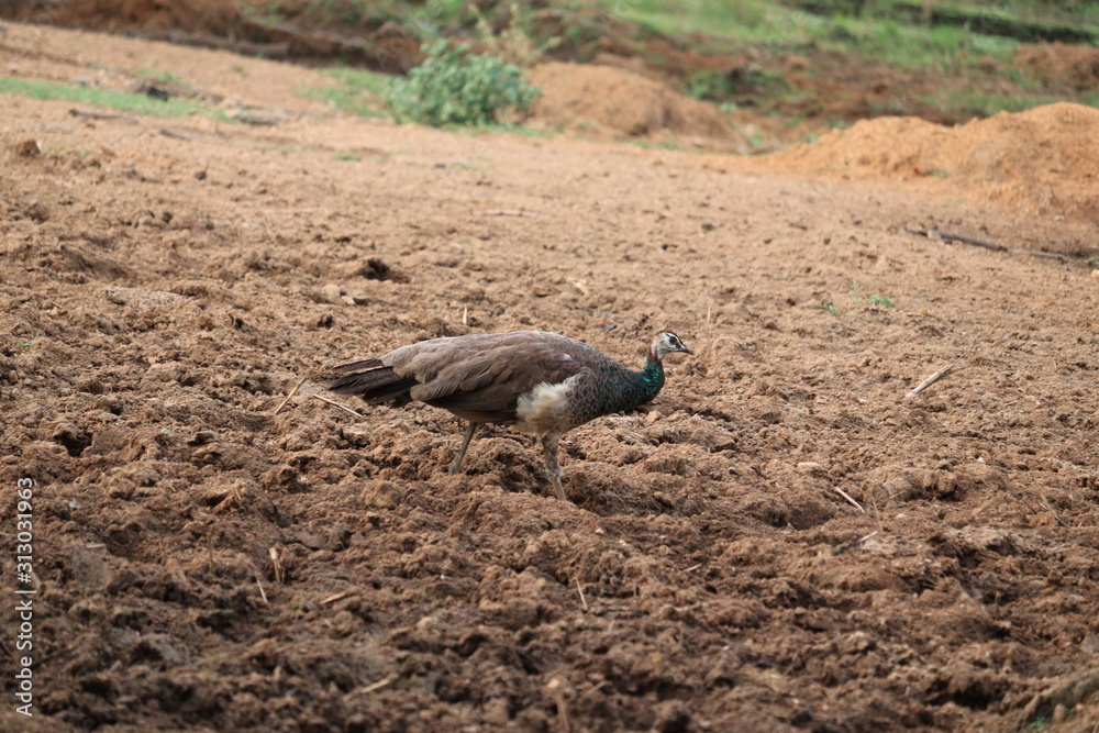 Fototapeta premium Peacock or peahen walking in the land