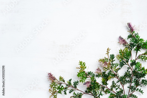  Australian native Grevillea foliage with purple flowers frame the composition, on a rustic white background framing the top on the photograph.