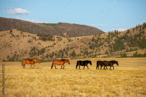 Wild Horse Herd © Terri Cage 
