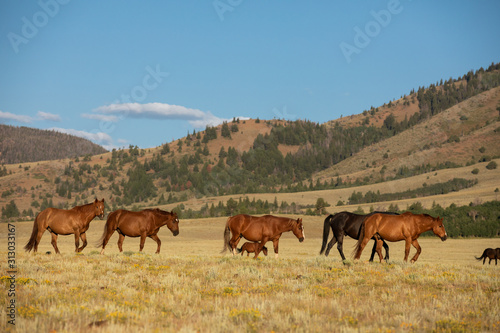 Wild Horse Herd © Terri Cage 