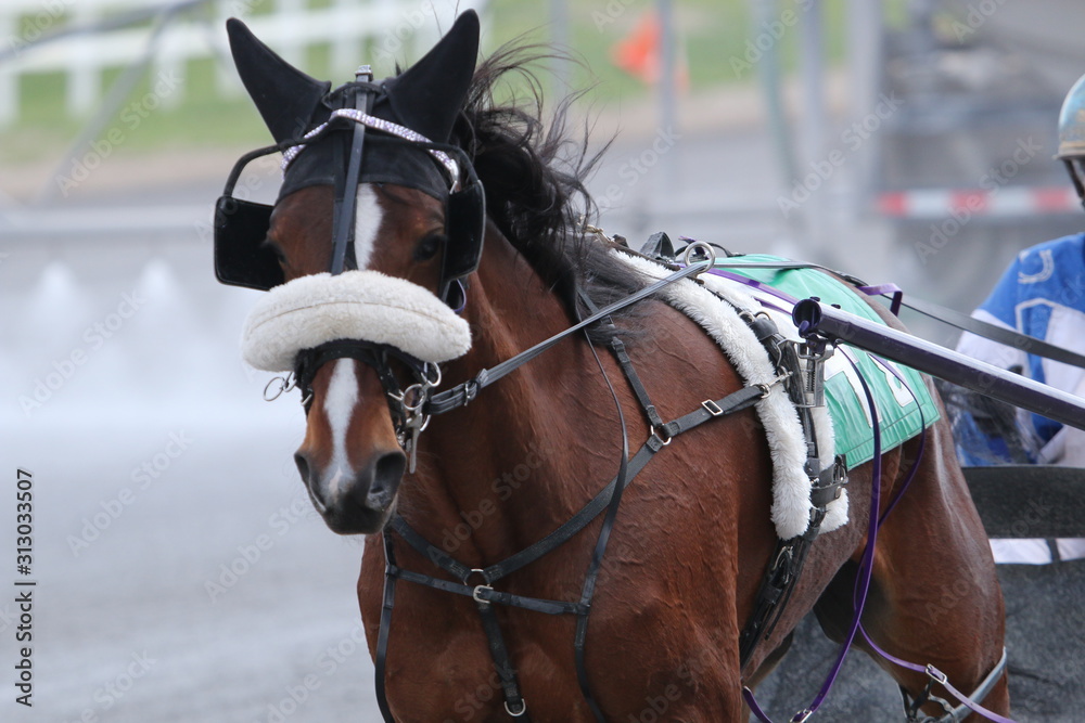 Fotografie Harness Racing At The Track