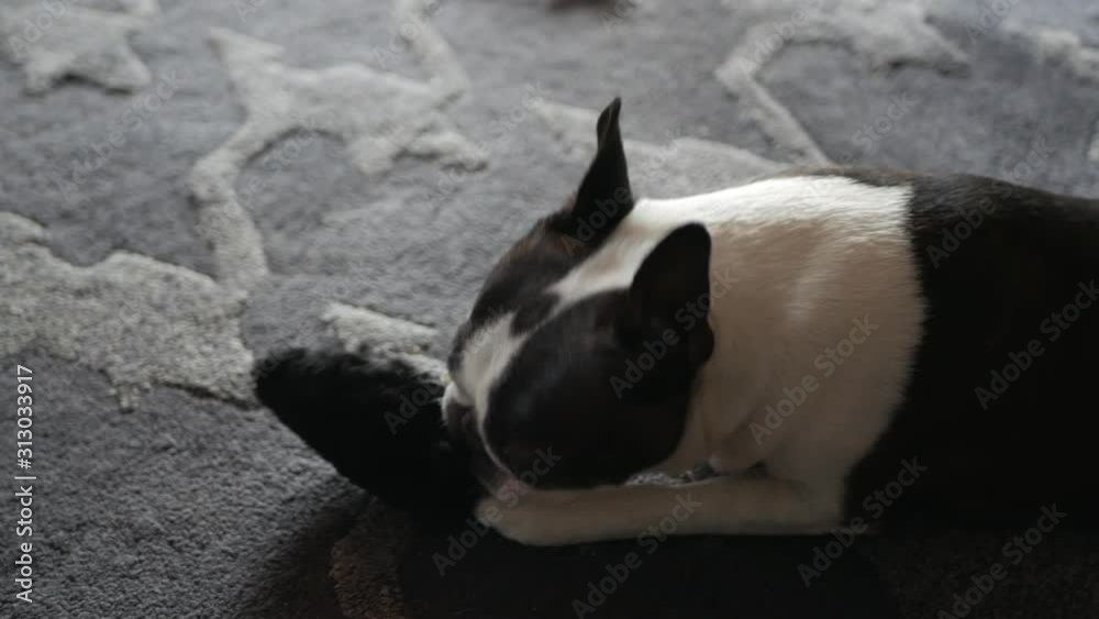 Dog Boston Terrier breaking down toy
