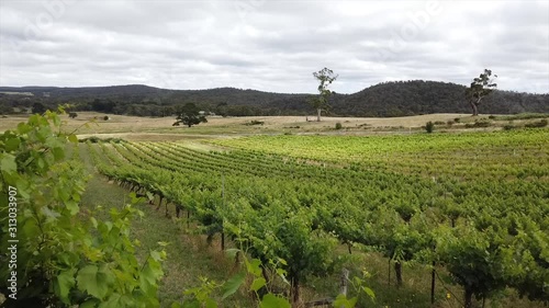 Vineyard view of balcony of lush green vines photo