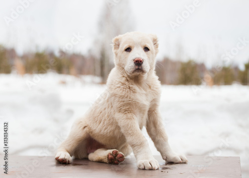 White puppy of breed Alabay on a background of winter nature. Central asian shepherd dog. Pet Favorite photo