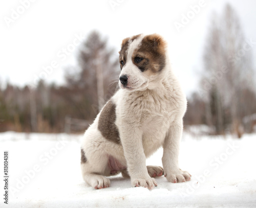 Spotted puppy of breed Alabay on a background of winter nature. Central asian shepherd dog. Pet Favorite © Евгений Казанцев