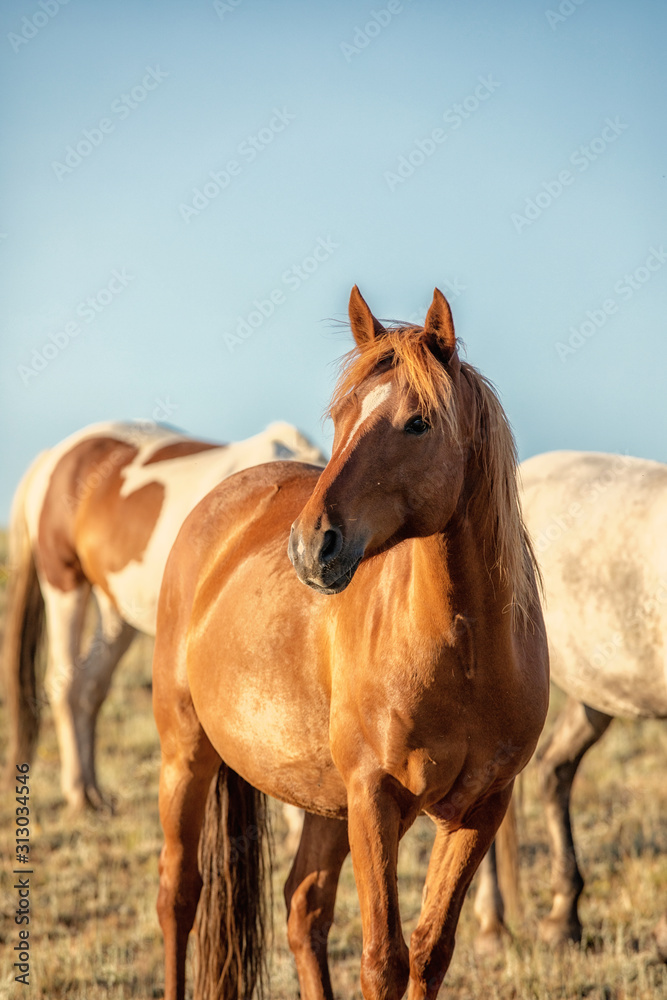 Wild Horse Portrait