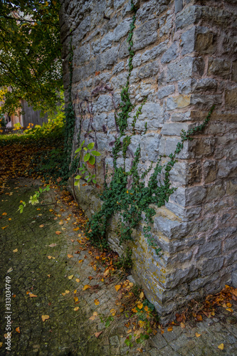 Green vine creeping on brick building