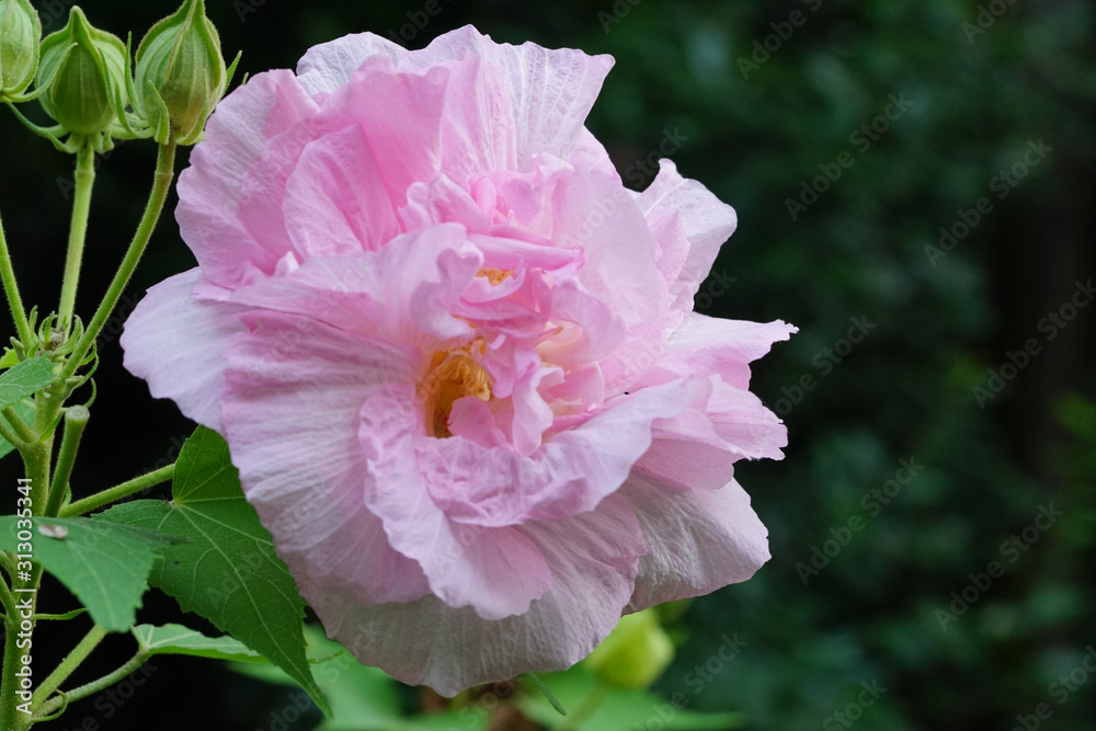酔芙蓉の花のアップ Stock Photo Adobe Stock