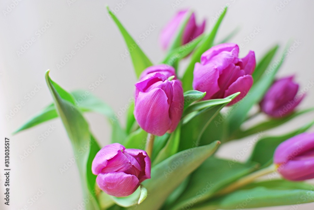 Purple tulips. Closeup view with copy space. Hello spring concept. Purple tulips. Closeup view with copy space. Hello spring concept.