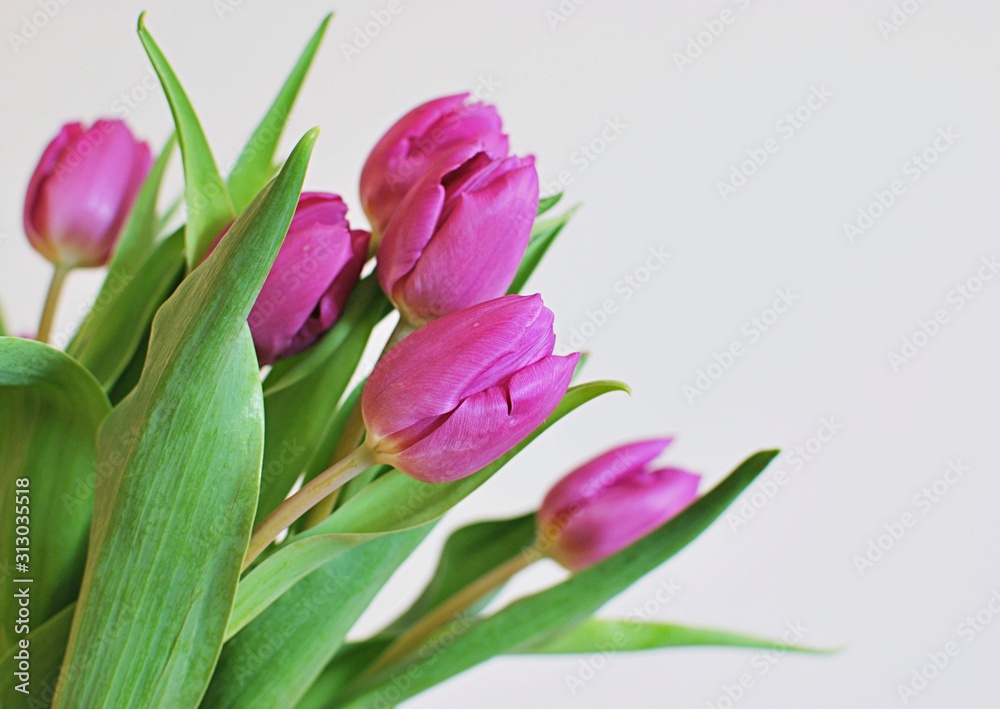 Hello spring. Purple tulips with copy space. Hello spring. Purple tulips with copy space.