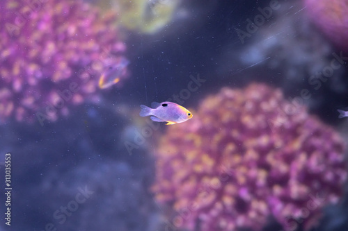 Talbot's Damselfish (Chrysiptera talboti) swimming in marine aquarium photo