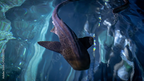 Leopard / Zebra Shark (Stegostoma fasciatum) and divers swimming over tropical reef photo