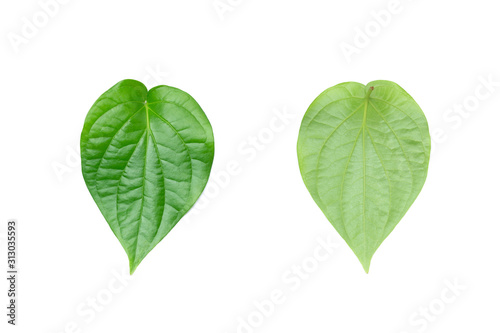 Принти на полотні Green betel leaf on the white background.
