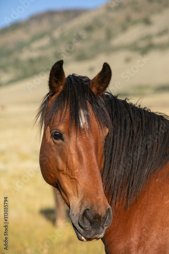 Wild Horse Portrait © Terri Cage 