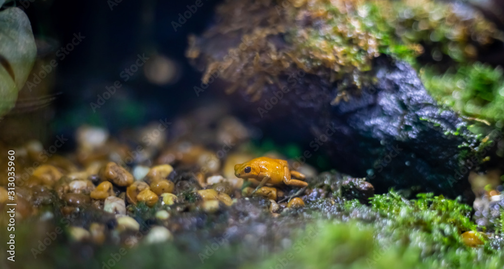 Golden Mantella. The poisonous frog at Sea Life Ocean World in Bangkok Golden Mantella. The poisonous frog at Sea Life Ocean World in Bangkok