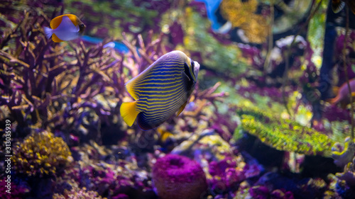 Emperor angelfish  Pomacanthus imperator  swimming over a coral reef with anthias in the background.