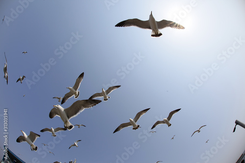 flying seagulls © rokacaptain
