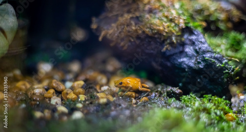 Golden Mantella. The poisonous frog at Sea Life Ocean World in Bangkok