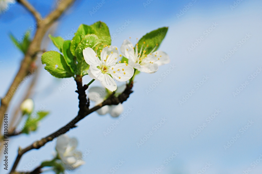 Spring blossom background with copy space. Hello spring concept. White petals of blooming plum tree and blue sky. 