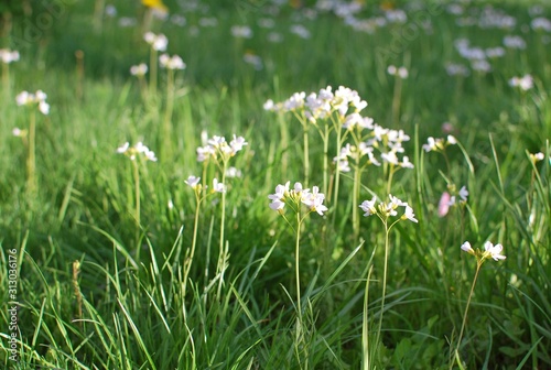 Nature background. Meadow with white flowers. Spring flower background.