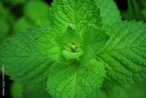 Mint leaves closeup. Fresh organic mint plant.