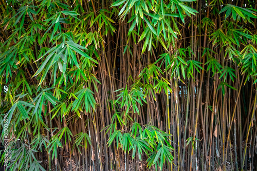Thickets of green bamboo in the summer garden