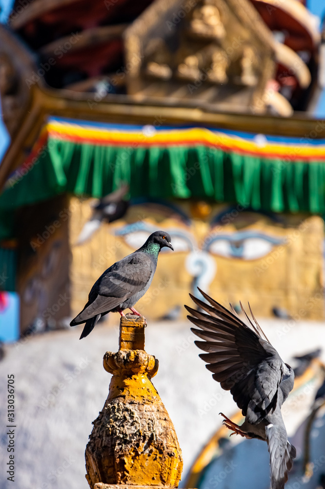 Φωτογραφία Pigeon sitting on a Buddhist shrine surrounded by local houses in the narrow alley of Kathmandu city