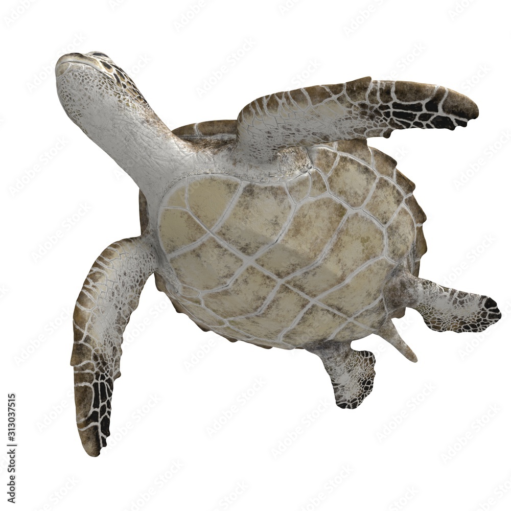 3d rendered green sea turtle isolated on white background Stock ...