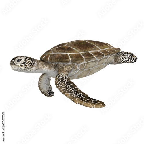 3d rendered green sea turtle isolated on white background