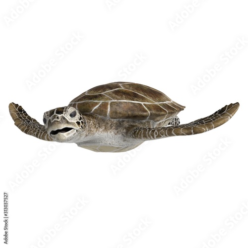 3d rendered green sea turtle isolated on white background