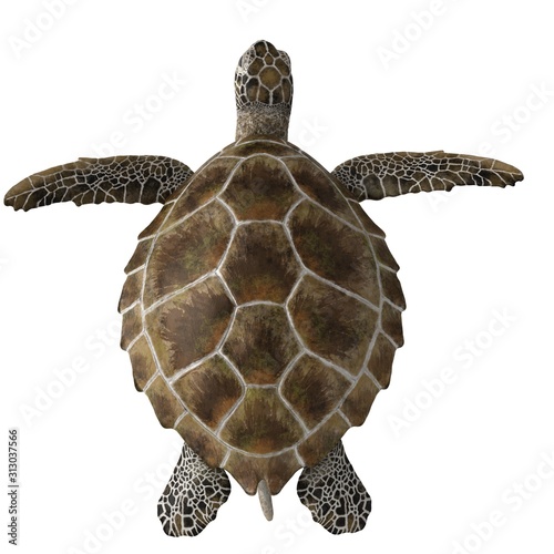 3d rendered green sea turtle isolated on white background
