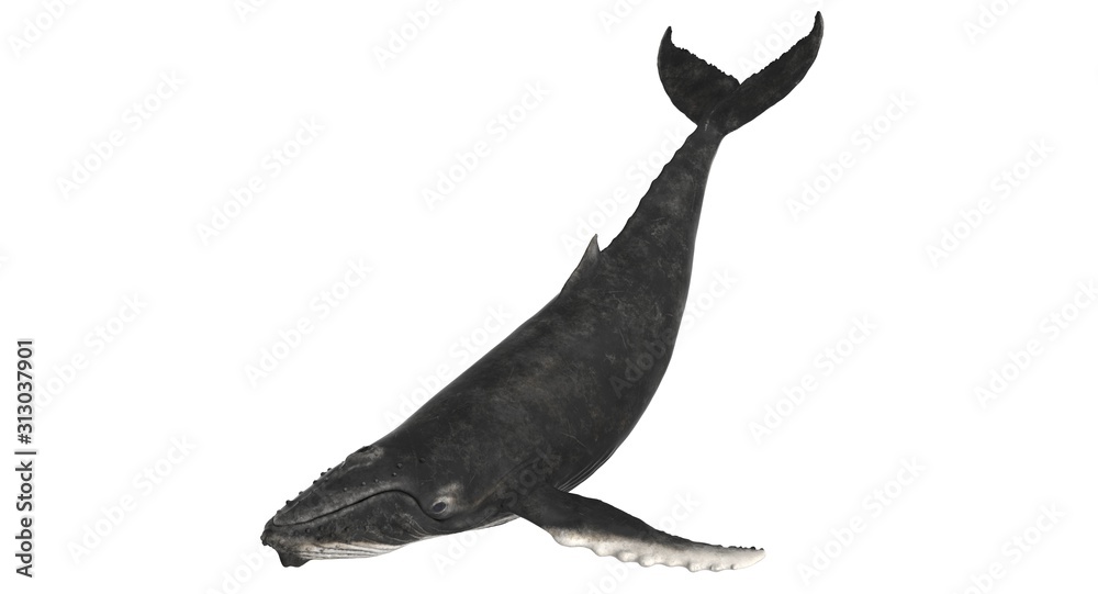 Fotografie 3d rendered humpback whale isolated on white background